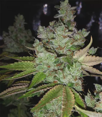 Graines de cannabis Ocean Grown Cookies (Dinafem Seeds)