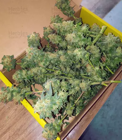 Sherbert Dab (Big Head Seeds)