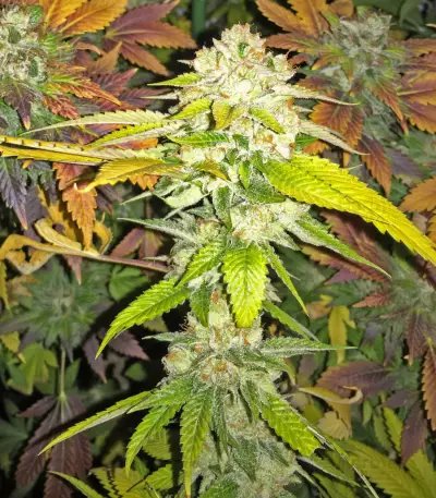 Sherbet (Seedstockers)