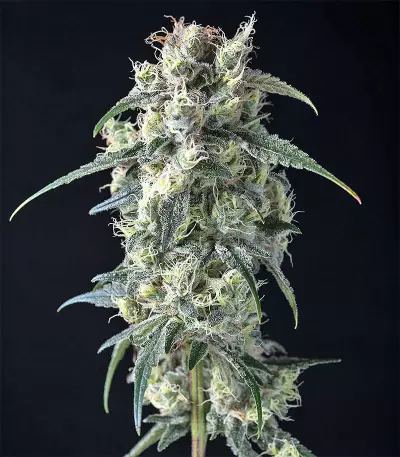 Strawberry Banana feminized seeds
