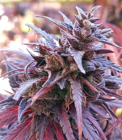 Thai Chi feminized seeds