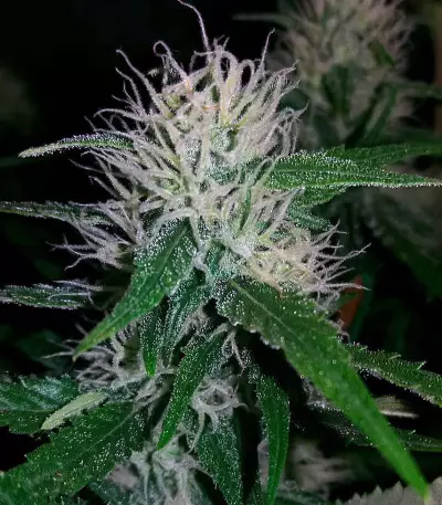 Titan's Haze regular (Flying Dutchmen)