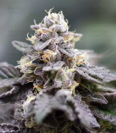 Z (Kera Seeds)