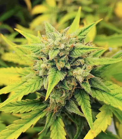 Semi Femminizzati Also Know 47 Autoflower (Seedkeepers)