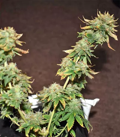 Blue Sherbet S1 strain
