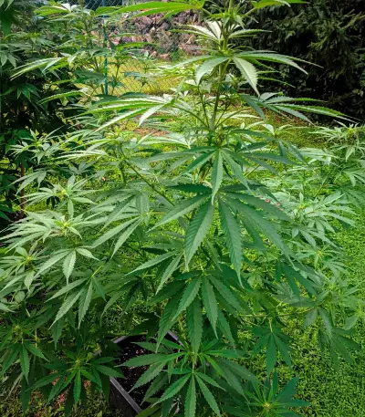 Blueberry (Herbies Seeds)