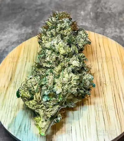Blueberry OG Feminized Seeds (AlphaFem Seeds)