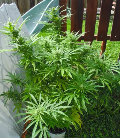 CBD Tonic (World of Seeds)