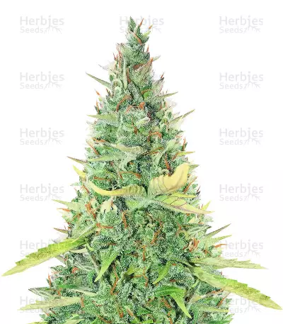 Sticky Auto Mix Feminized Seeds (Herbies Seeds)