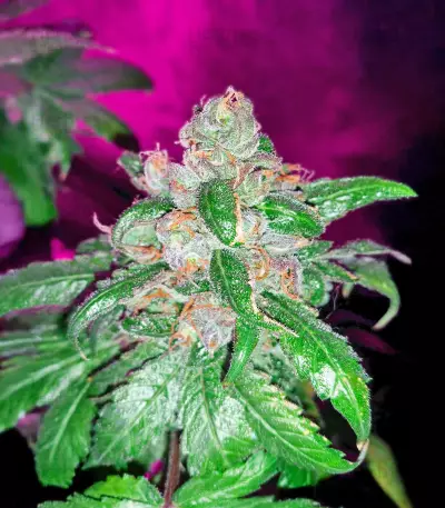 Sementes Feminizadas de Delicious Cookies Early Version (Delicious Seeds)