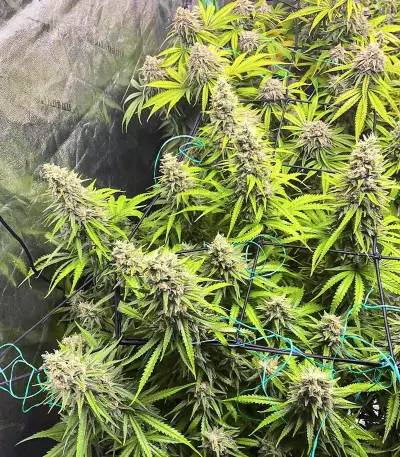 Dozy Whale Seeds (AlphaFem Seeds)