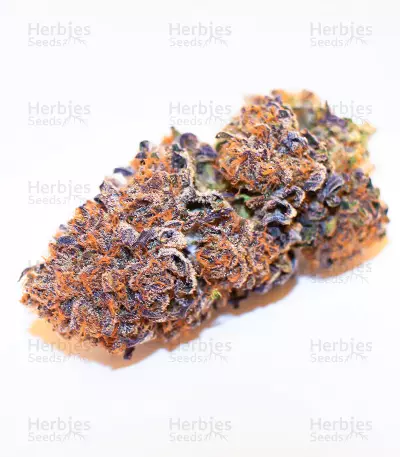 Dozywelly OG Feminized Seeds (AlphaFem Seeds)