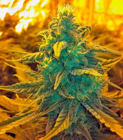 Semi femminizzati Exodus Cheese