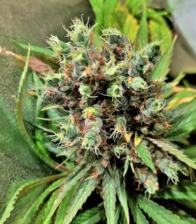 Ghost Train Haze x Pellezino (Herbies Seeds)