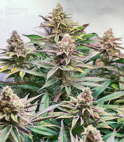 Glue Cookies Feminized Seeds (AlphaFem Seeds)