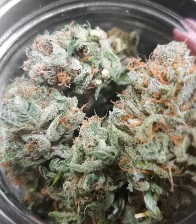 Glueberry (Expert Seeds) semi femminizzati