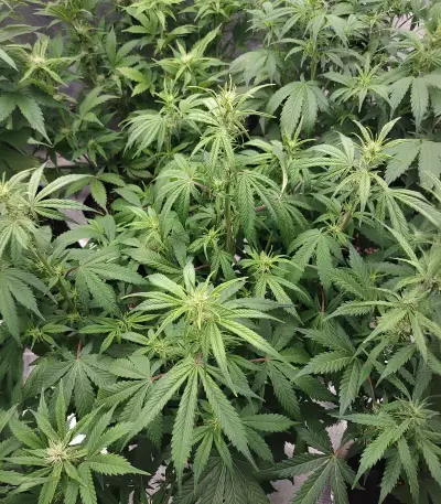 Glueberry (Expert Seeds) semi femminizzati
