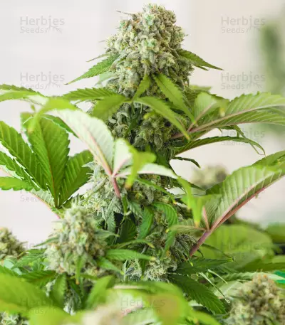 Graines féminisées de Godzilla Original Glue GG#4 (Herbies Seeds)