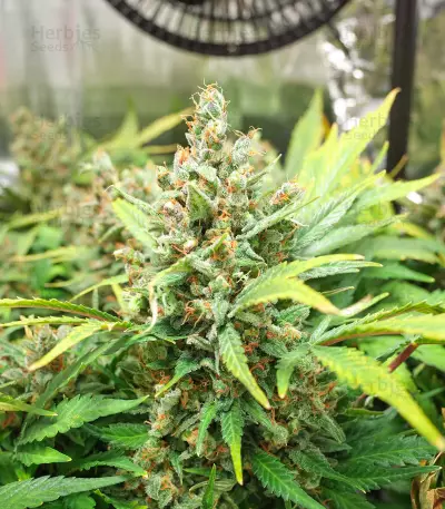 Graines de Godzilla Original Glue GG#4 Auto (Herbies Seeds)