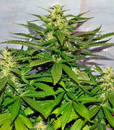 Semi femminizzati Jack Herer (Green House Seeds)
