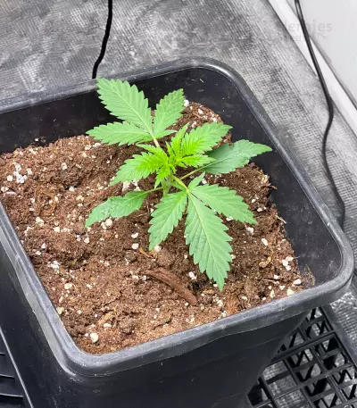Lemon Skunk (Herbies Seeds)