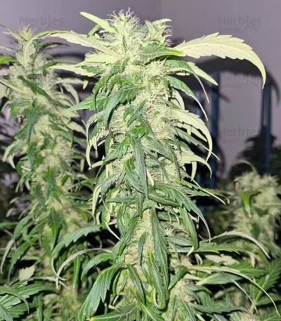 Mango Crunch Seeds