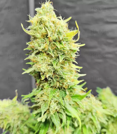 North Thunderfuck Seeds