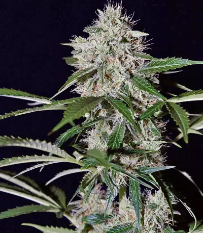Northern Lights Auto feminized seeds (Green House Seeds)