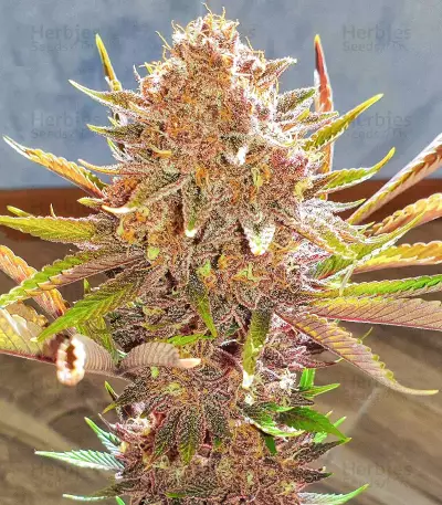 Red Hot Cookies Seeds (Sweet Seeds)