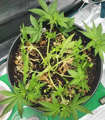 Skywalker Haze feminized seeds (Dutch Passion)