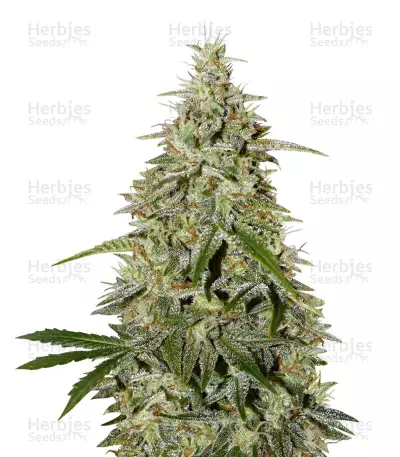 Sour Livers Auto (Mephisto Genetics)
