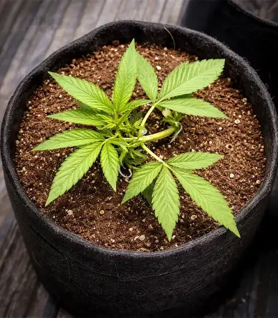 Auto Bruce Banner XXL feminized seeds