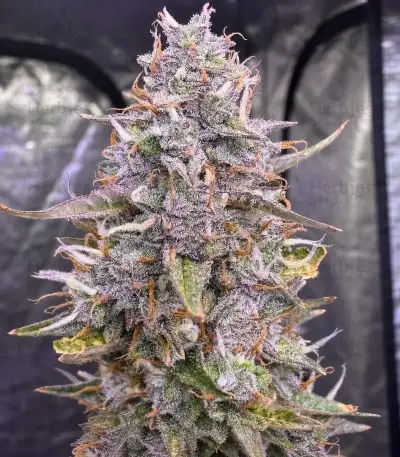 Auto Frozen Biscotti Seeds (Dutch Passion)