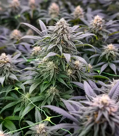 Black Cherry Punch Seeds