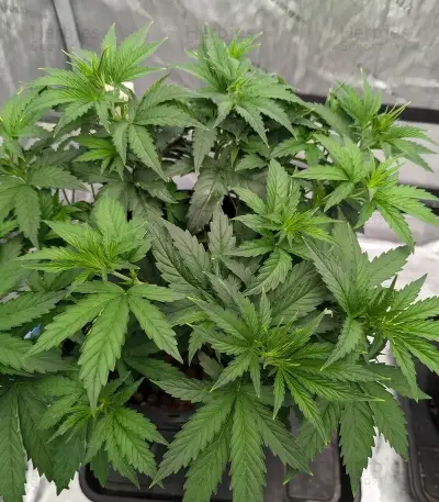 Bruce Banner Fast Seeds