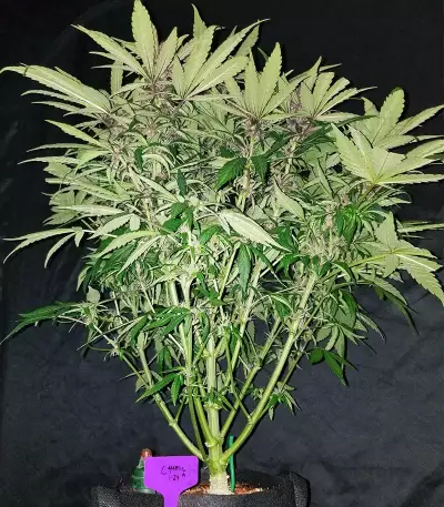 C4 Auto Seeds