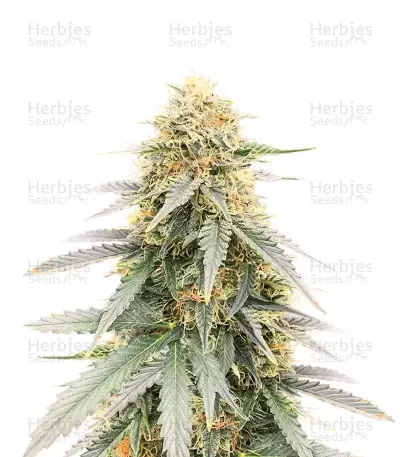 Durban Poison Autoflower feminisierte Samen (Humboldt Seed Company)
