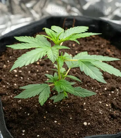 Forbidden Cherry Auto Seeds