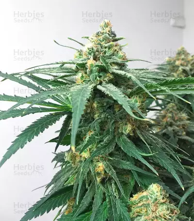 Girl Scout Cookies Fast Version (Herbies Seeds)