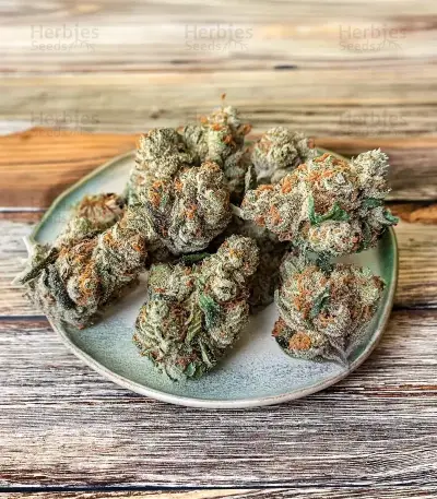 GMO Cookies Seeds