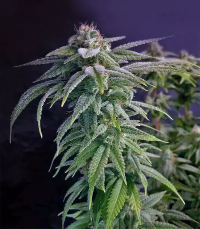 Grandaddy Purple