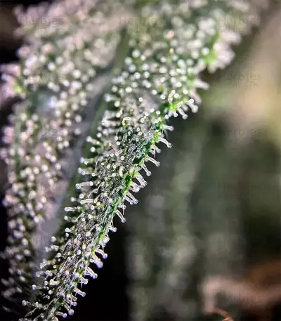 Jack Herer Auto