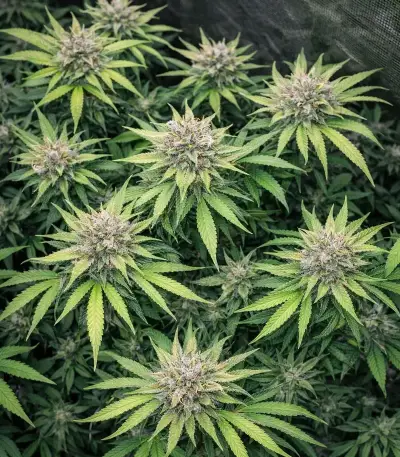 Lemon Mandarin Seeds