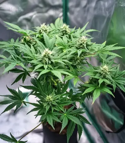 Mendocino Chanel Kush (Medical Seeds)