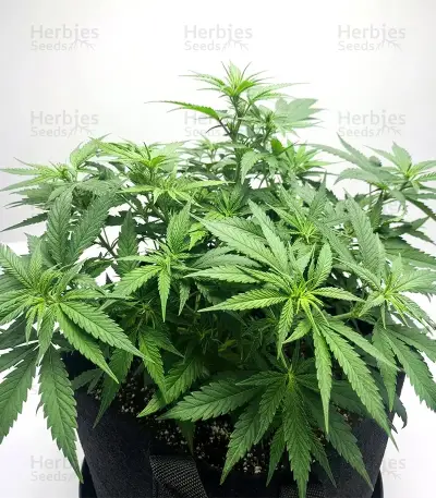 Mimosa Punch Auto Seeds