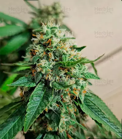 OG Kush Seeds