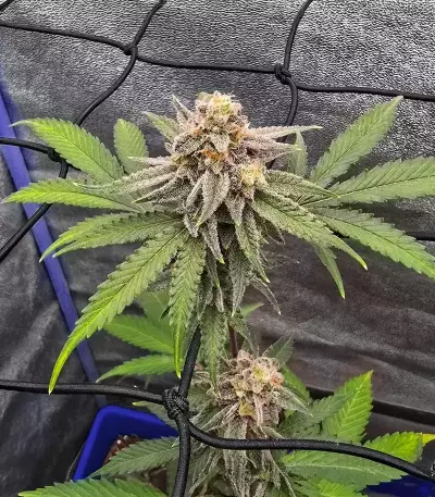 Semi Femminizzati Princess Haze (Brothers Grimm Seeds)
