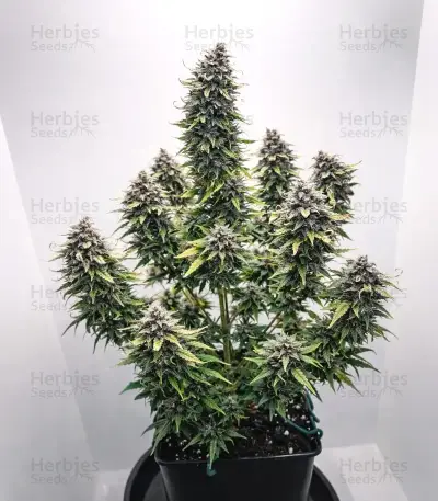 Purple Lemonade Auto Seeds