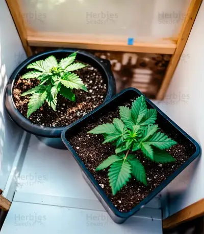 Purple OG Punch Seeds