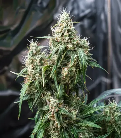 Sour Diesel Auto Seeds